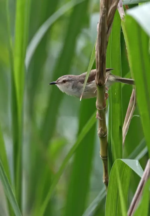 Framed Print : Plain Prinia (Prinia inornata flavirostris) adult, perched on stem, Taiwan, April Framed Print : Plain Prinia (Prinia inornata flavirostris) adult, perched on stem, Taiwan, April