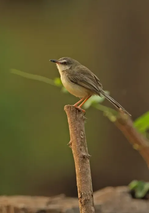 Framed Print : Plain Prinia (Prinia inornata herberti) adult, perched on stick, Ang Trapaeng Thmor, Cambodia, January Framed Print : Plain Prinia (Prinia inornata herberti) adult, perched on stick, Ang Trapaeng Thmor, Cambodia, January