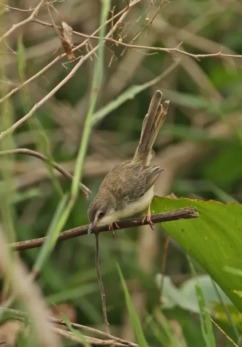 Framed Print : Plain Prinia (Prinia inornata herberti) adult, perched on brushwood, Ang Trapaeng Thmor, Cambodia, January Framed Print : Plain Prinia (Prinia inornata herberti) adult, perched on brushwood, Ang Trapaeng Thmor, Cambodia, January