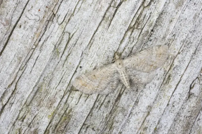 Framed Print : Plain Pug (Eupithecia simpliciata) adult, camouflaged, Essex, England Framed Print : Plain Pug (Eupithecia simpliciata) adult, camouflaged, Essex, England