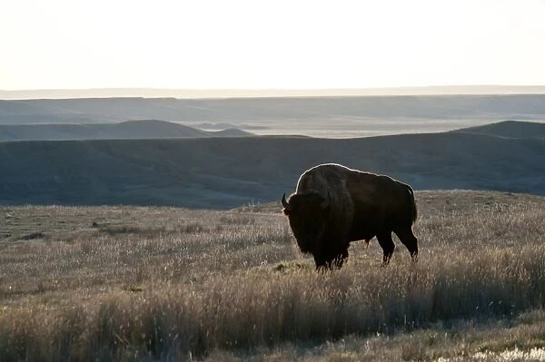 Plains Bison (Bison bison bison) adult male, standing in shortgrass prairie habitat, West Bloc, Grasslands N. P. Southern Saskatchewan, Canada, october