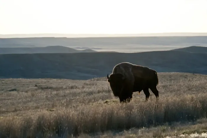 Framed Print : Plains Bison (Bison bison bison) adult male, standing in shortgrass prairie habitat, West Bloc, Grasslands N. P. Southern Saskatchewan, Canada, october