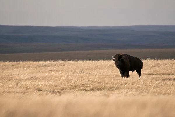 Plains Bison (Bison bison bison) adult male, standing in shortgrass prairie habitat, West Bloc, Grasslands N. P. Southern Saskatchewan, Canada, october