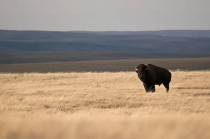 Framed Print : Plains Bison (Bison bison bison) adult male, standing in shortgrass prairie habitat, West Bloc, Grasslands N. P. Southern Saskatchewan, Canada, october