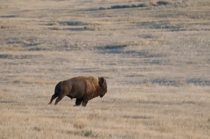 Framed Print : Plains Bison (Bison bison bison) adult male, running in shortgrass prairie habitat, West Bloc, Grasslands N. P Framed Print : Plains Bison (Bison bison bison) adult male, running in shortgrass prairie habitat, West Bloc, Grasslands N. P