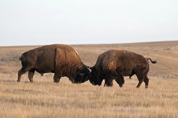 Plains Bison (Bison bison bison) two adult males, fighting in shortgrass prairie, West Bloc, Grasslands N. P