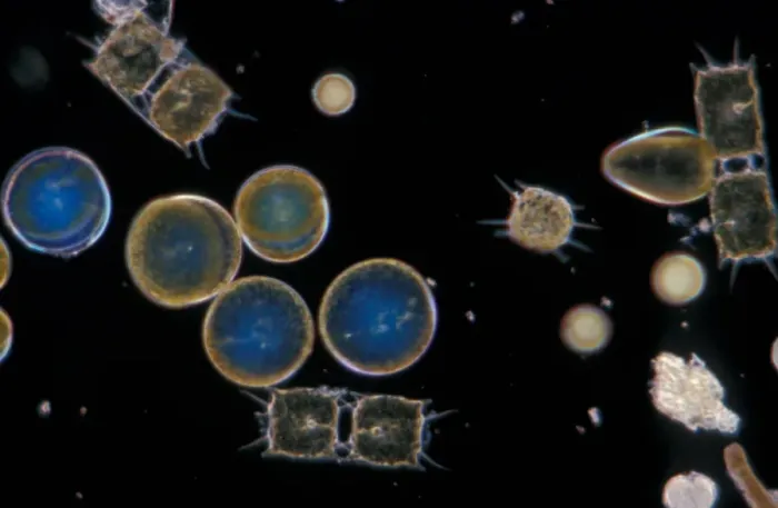Framed Print : Plankton - Phytoplankton / Winter / x30 / coscinodiscus grani / Biddulphia regia Framed Print : Plankton - Phytoplankton / Winter / x30 / coscinodiscus grani / Biddulphia regia
