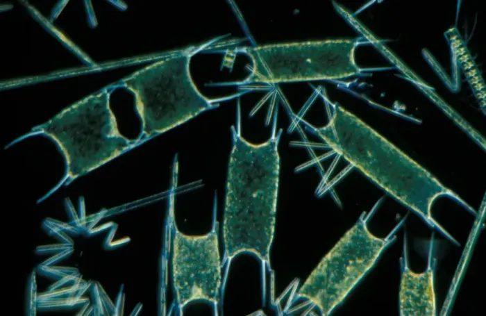 Framed Print : Plankton - x 30 Phytoplankton: Various species of diatom eps. Biddilphia sinensis Framed Print : Plankton - x 30 Phytoplankton: Various species of diatom eps. Biddilphia sinensis