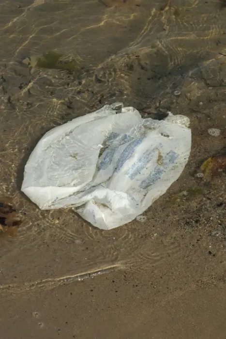 Framed Print : Plastic carrier bag washing up on beach, Studland, Isle of Purbeck, Dorset, England, august