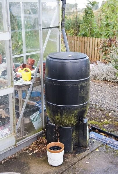 Plastic waterbutt for catching rainwater off greenhouse in a garden, Bouldon, Shropshire, England, september