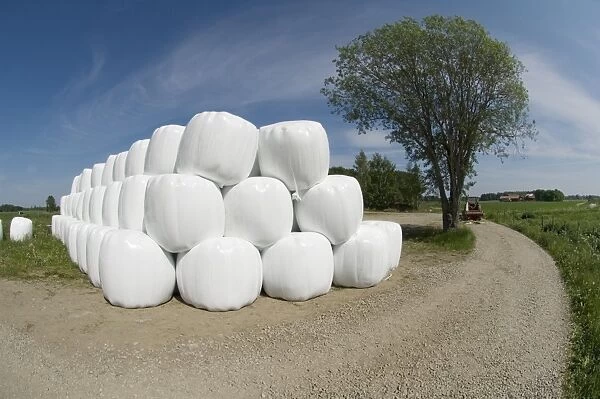 Plastic wrapped round silage bales, stacked at edge of farm track, Sweden