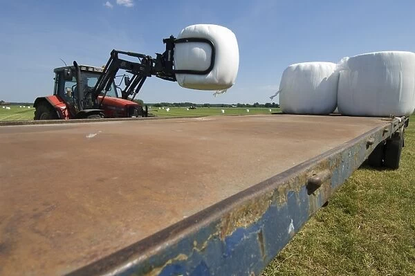 Plastic wrapped round silage bales, stacked onto trailer with mechanical loader, Sweden