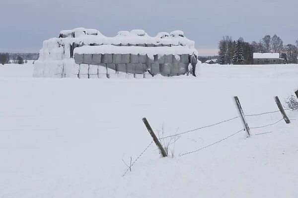 Plastic wrapped round silage bales, stacked under netting in snow covered field, Sweden, winter