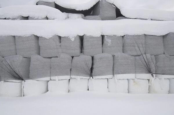 Plastic wrapped round silage bales, stacked under netting in snow, Sweden, winter