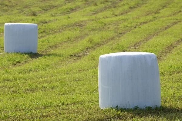 Plastic wrapped round silage bales in field, High Coast, Gulf of Bothnia, Baltic Sea, Sweden