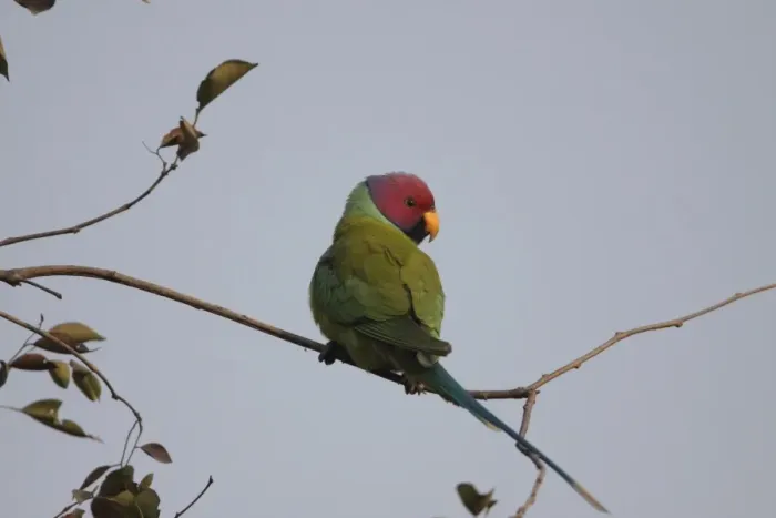 Framed Print : Plum-headed Parakeet (Psittacula cyanocephala) adult male, perched on twig, Ranthambore N. P. Rajasthan, India, january Framed Print : Plum-headed Parakeet (Psittacula cyanocephala) adult male, perched on twig, Ranthambore N. P. Rajasthan, India, january