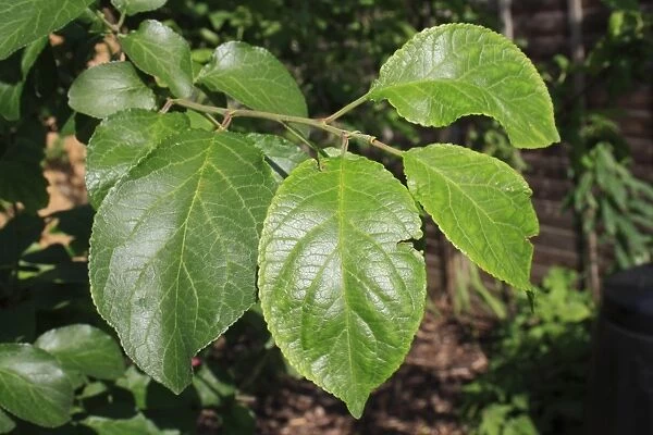 Plum (Prunus domestica) close-up of leaves, in garden, Suffolk, England, june