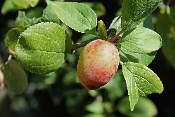 Plum (Prunus domestica) Early Laxton, close-up of ripe fruit, growing in garden, Mendlesham, Suffolk, England, June