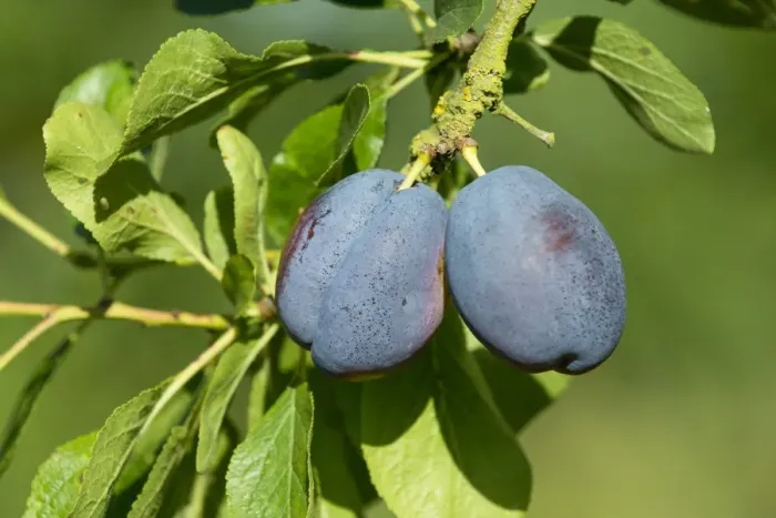 Framed Print : Plum (Prunus domestica) Edda, close-up of ripe fruit, growing in orchard, Norfolk, England, August Framed Print : Plum (Prunus domestica) Edda, close-up of ripe fruit, growing in orchard, Norfolk, England, August