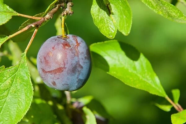 Plum (Prunus domestica) Kirkes Blue, close-up of fruit, growing in orchard, Norfolk, England, august
