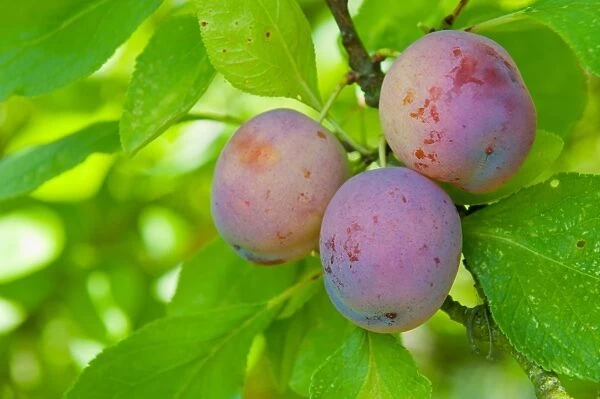 Plum (Prunus domestica) Opal, close-up of fruit, growing in orchard, Norfolk, England, august