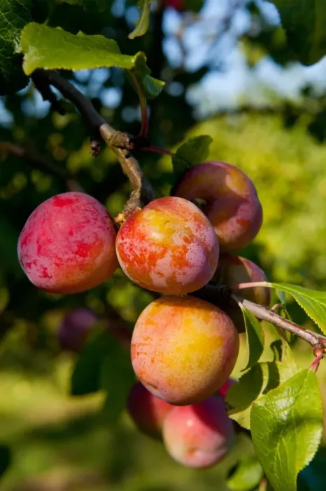 Framed Print : Plum (Prunus domestica) Reeves, close-up of fruit, growing in orchard, Norfolk, England, august