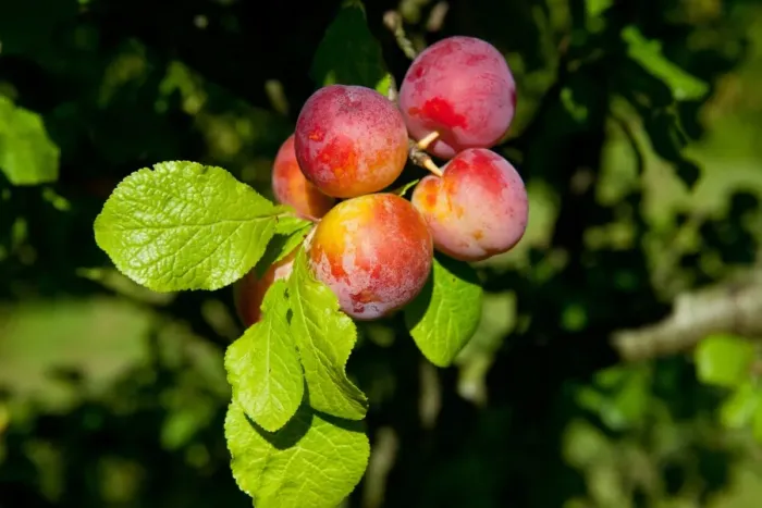 Framed Print : Plum (Prunus domestica) Reeves, close-up of fruit, growing in orchard, Norfolk, England, august Framed Print : Plum (Prunus domestica) Reeves, close-up of fruit, growing in orchard, Norfolk, England, august