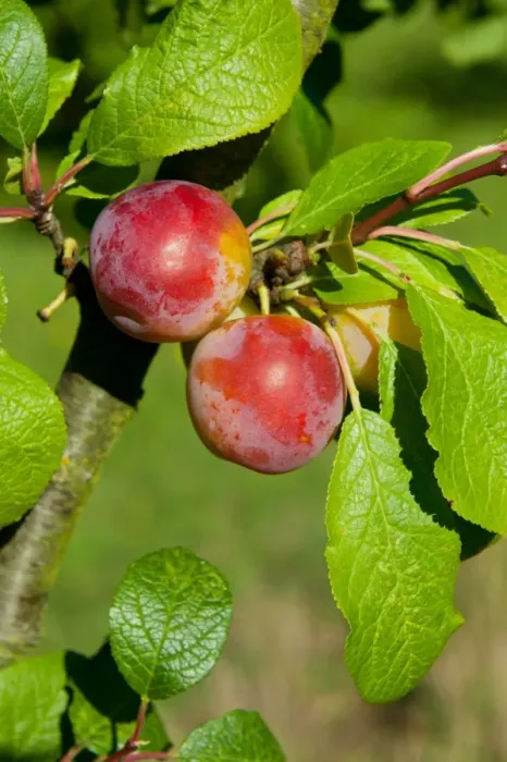 Framed Print : Plum (Prunus domestica) Reeves, close-up of fruit, growing in orchard, Norfolk, England, august Framed Print : Plum (Prunus domestica) Reeves, close-up of fruit, growing in orchard, Norfolk, England, august