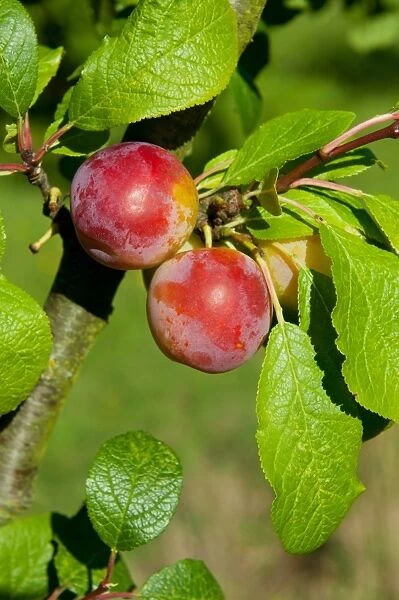 Plum (Prunus domestica) Reeves, close-up of fruit, growing in orchard, Norfolk, England, august