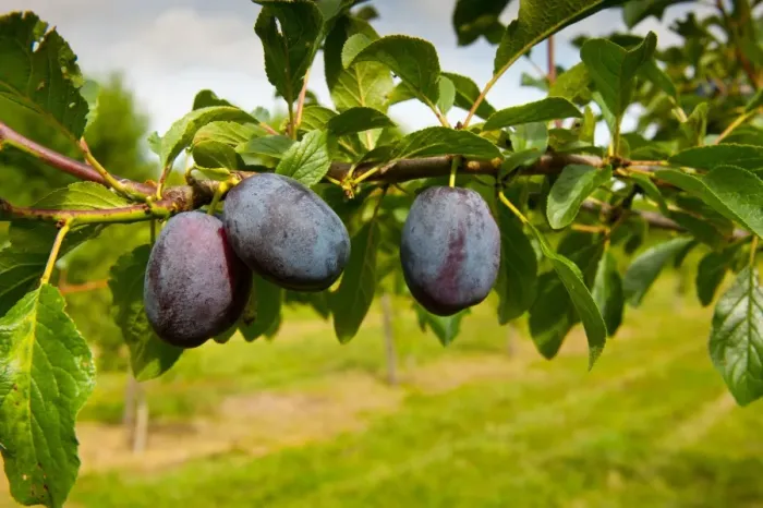 Framed Print : Plum (Prunus domestica) Violetta, close-up of fruit, growing in orchard, Norfolk, England, august Framed Print : Plum (Prunus domestica) Violetta, close-up of fruit, growing in orchard, Norfolk, England, august