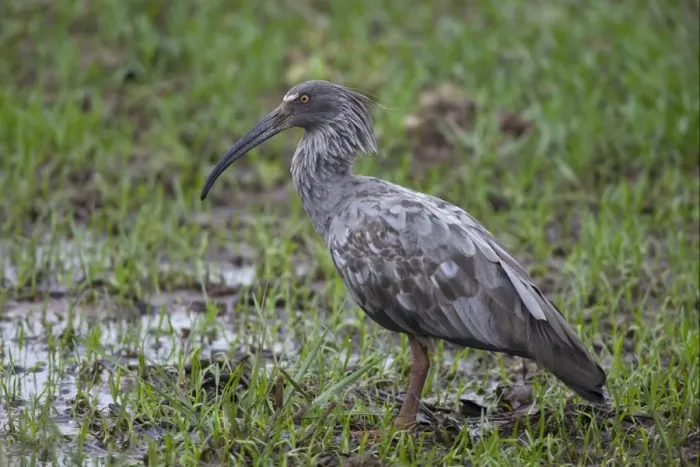 Framed Print : Plumbeous Ibis (Theristicus caerulescens) adult, standing in swamp, Pantanal, Mato Grosso, Brazil Framed Print : Plumbeous Ibis (Theristicus caerulescens) adult, standing in swamp, Pantanal, Mato Grosso, Brazil