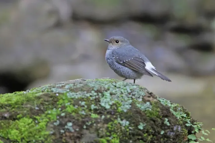 Framed Print : Plumbeous Water-redstart (Rhyacornis fuliginosus) adult female, standing on rock, Sattal, Uttarakhand, India, february Framed Print : Plumbeous Water-redstart (Rhyacornis fuliginosus) adult female, standing on rock, Sattal, Uttarakhand, India, february
