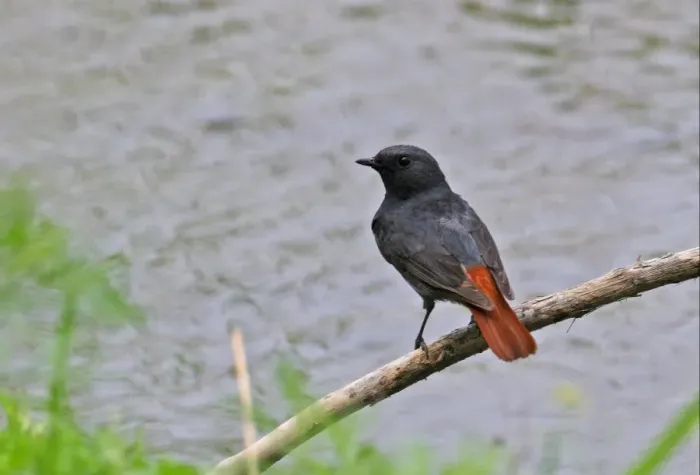 Framed Print : Plumbeous Water-redstart (Rhyacornis fuliginosus) adult male, perched on stick over river, Hebei, China, may Framed Print : Plumbeous Water-redstart (Rhyacornis fuliginosus) adult male, perched on stick over river, Hebei, China, may