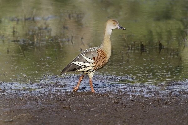 Plumed Whistling-duck (Dendrocygna eytoni) adult, walking on mudflat, Hasties Swamp N. P