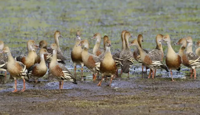 Framed Print : Plumed Whistling-duck (Dendrocygna eytoni) flock, roosting on mudflat, Hasties Swamp N. P Framed Print : Plumed Whistling-duck (Dendrocygna eytoni) flock, roosting on mudflat, Hasties Swamp N. P