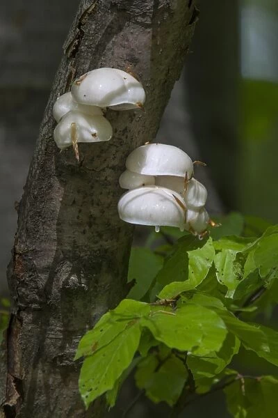 Poached Egg Fungus on Common Beech tree - Oudemansiella mucida
