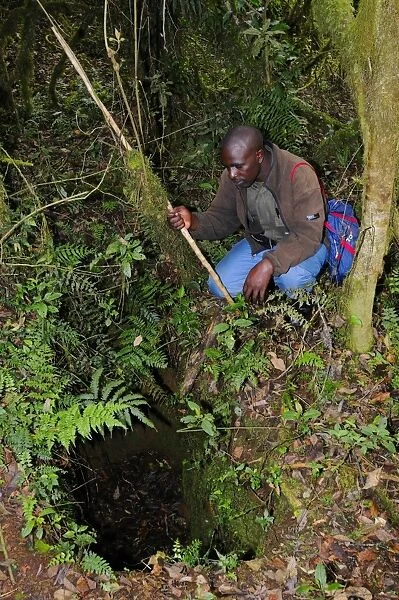Poacher trap in tropical montane forest, Nyungwe Forest N. P. Albertine Rift, Rwanda, october