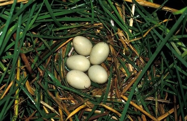 Pochard Duck (Aythya ferina) Nest & five eggs