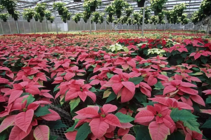Framed Print : Poinsettia (Euphorbia pulcherrima) commercial crop, growing in large glasshouse, U. S. A Framed Print : Poinsettia (Euphorbia pulcherrima) commercial crop, growing in large glasshouse, U. S. A