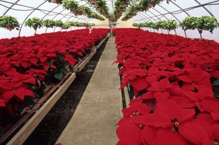 Framed Print : Poinsettia (Euphorbia pulcherrima) commercial crop, growing in large polytunnel, U. S. A Framed Print : Poinsettia (Euphorbia pulcherrima) commercial crop, growing in large polytunnel, U. S. A