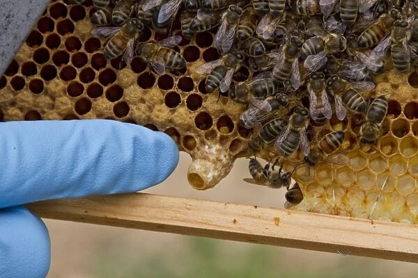 Pointing out a new honey bee queen cell on the brood frame