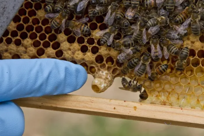 Framed Print : Pointing out a new honey bee queen cell on the brood frame Framed Print : Pointing out a new honey bee queen cell on the brood frame