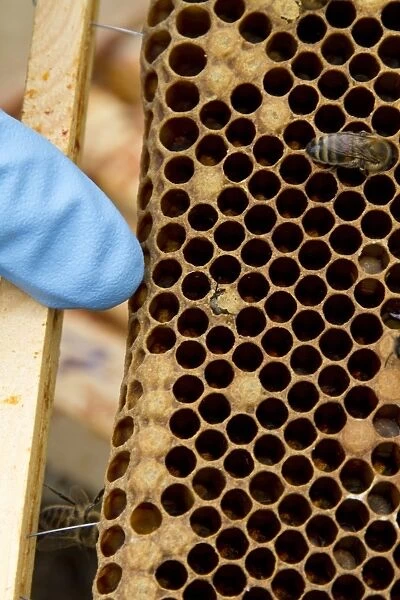 Pointing out a newly emerging worker honey bee on the brood frame
