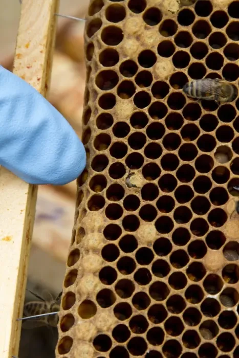 Framed Print : Pointing out a newly emerging worker honey bee on the brood frame Framed Print : Pointing out a newly emerging worker honey bee on the brood frame