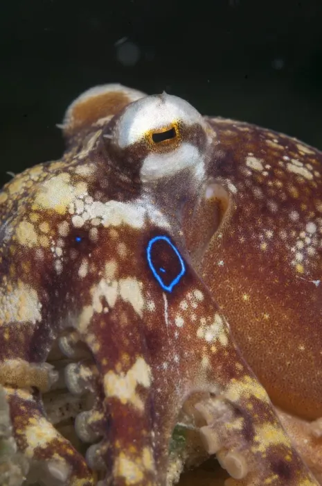 Framed Print : Poison Ocellate Octopus (Octopus mototi) adult, Lembeh Straits, Sulawesi, Sunda Islands, Indonesia, September Framed Print : Poison Ocellate Octopus (Octopus mototi) adult, Lembeh Straits, Sulawesi, Sunda Islands, Indonesia, September