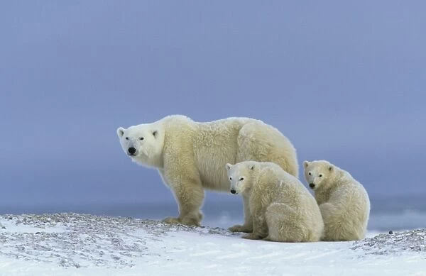 Polar Bear (Thalarctos maritimus) Mother standing - two cubs sitting
