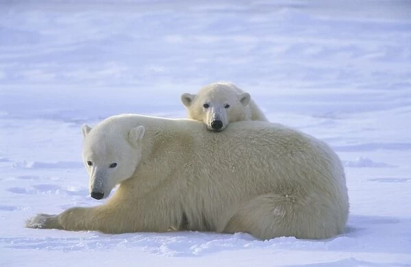 Polar Bear (Thalarctos maritimus) Mother resting - cub peering over her back