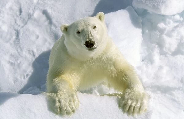 Polar Bear (Thalarctos maritimus) Adult - Spitzbergen, Svalbard