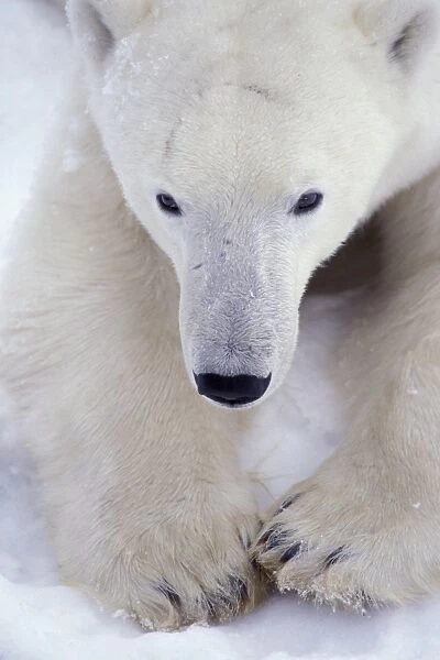 Polar Bear (Thalarctos maritimus) Close-up of head and paws - Churchill, Manitoba, Canada