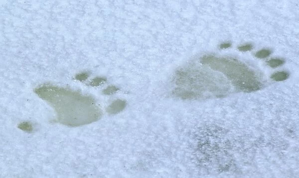 Polar Bear (Thalarctos maritimus) Tracks - Footprints in snow - Churchill, Manitoba, Canada